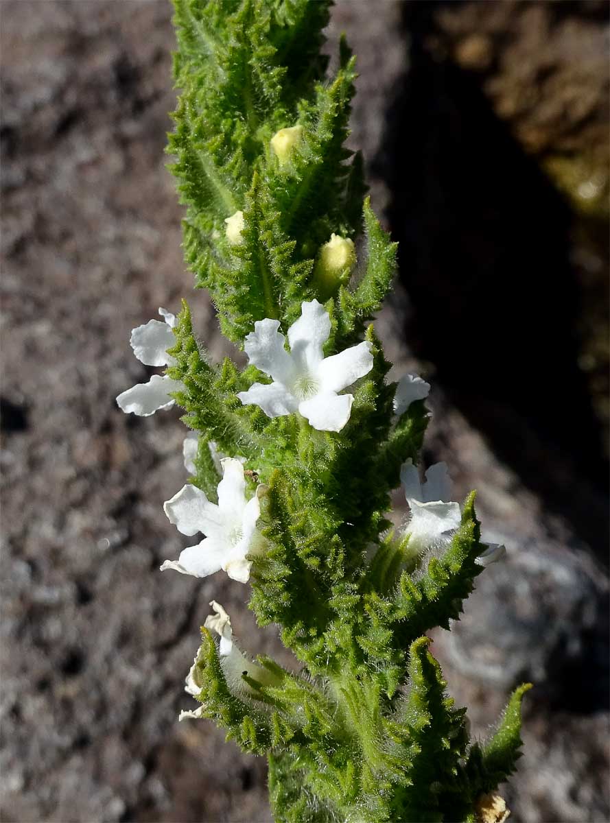 Image of Oftia africana specimen.