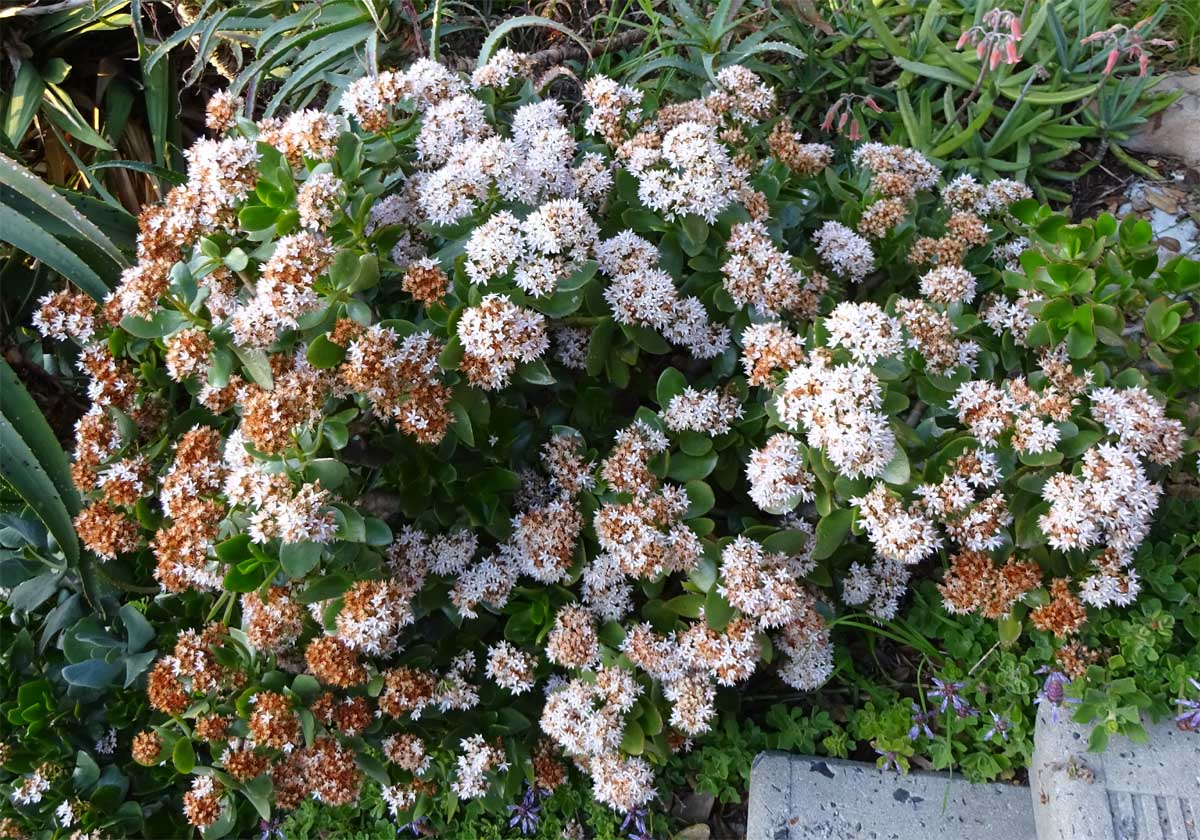 Изображение особи Crassula ovata.