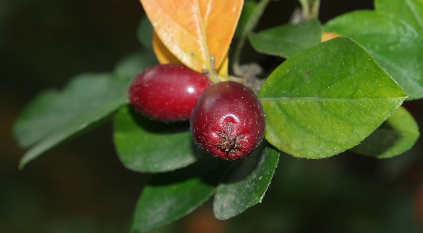 Image of genus Cotoneaster specimen.