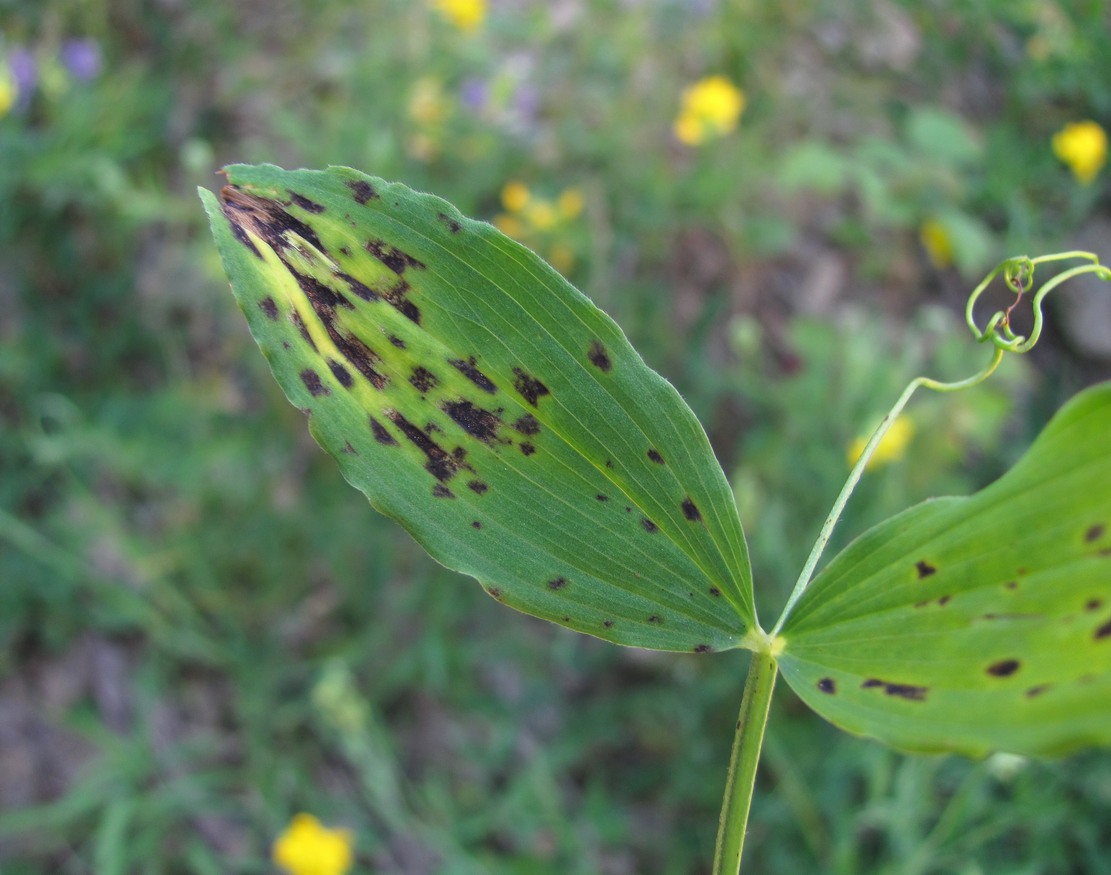 Image of Lathyrus pratensis specimen.