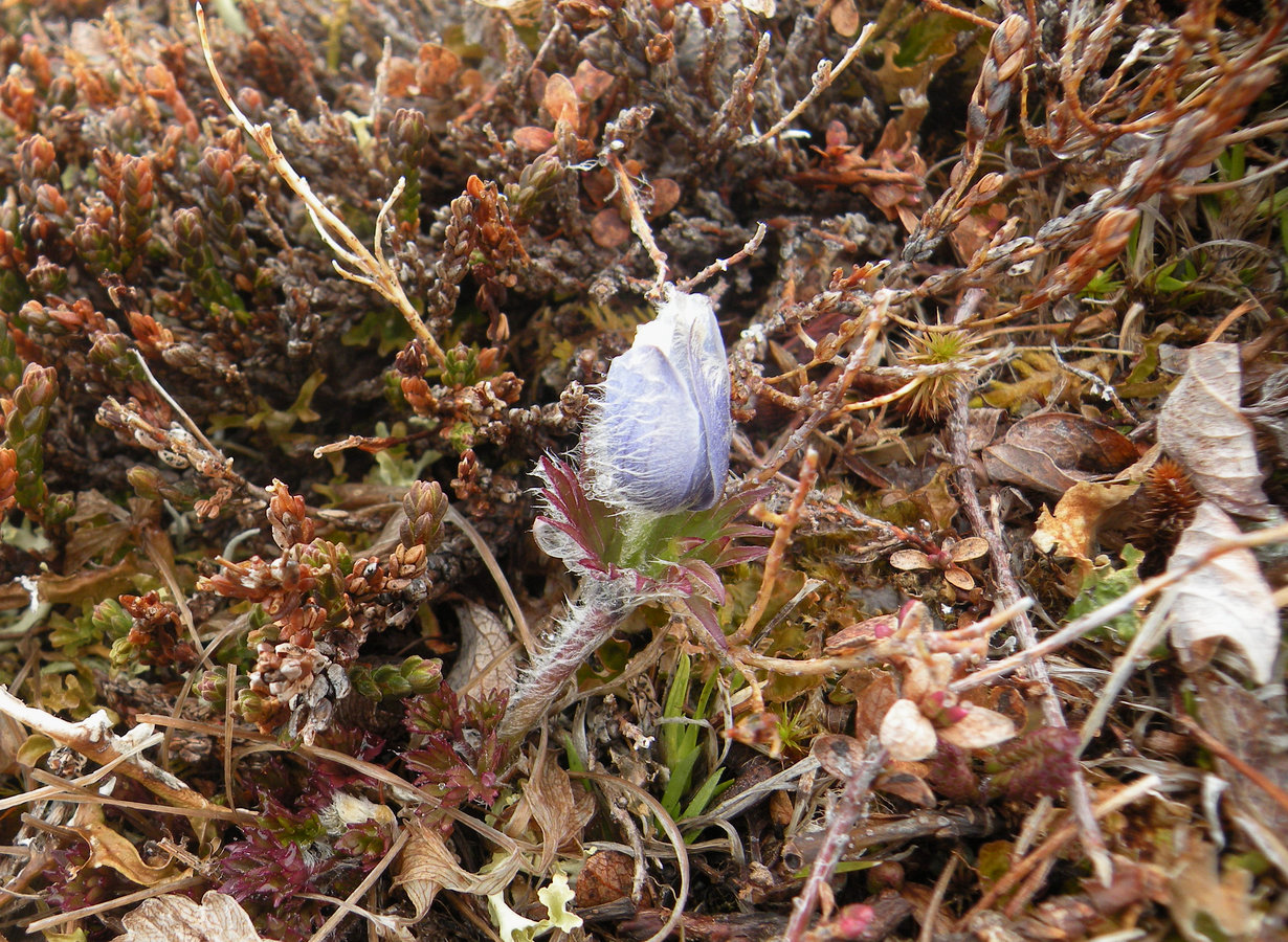 Изображение особи Anemone multiceps.