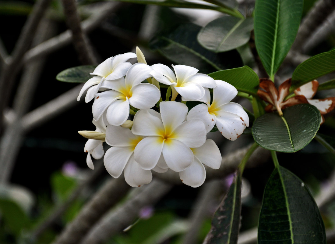 Image of Plumeria obtusa specimen.