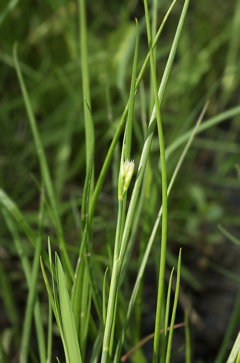 Изображение особи Juncus compressus.