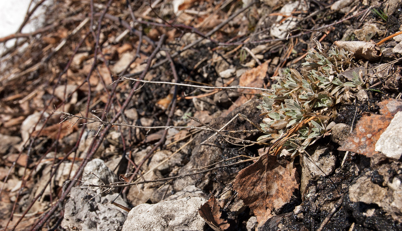 Image of Schivereckia podolica specimen.