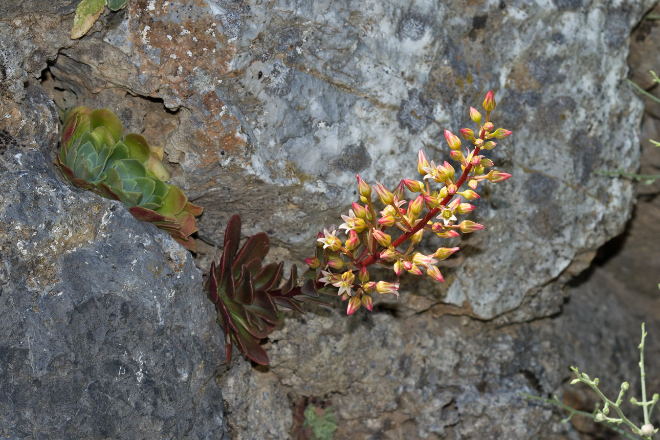 Image of Rosularia serrata specimen.