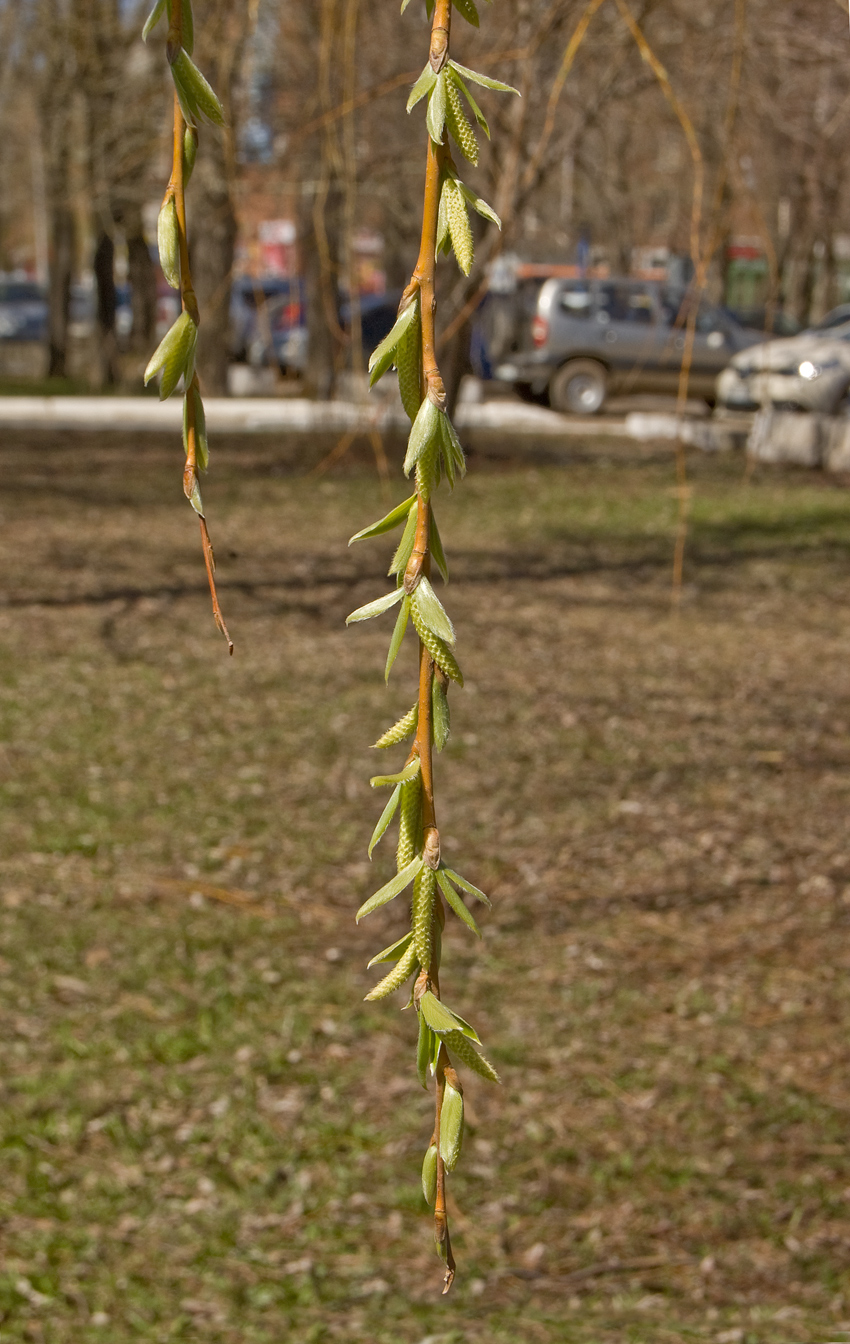 Image of genus Salix specimen.