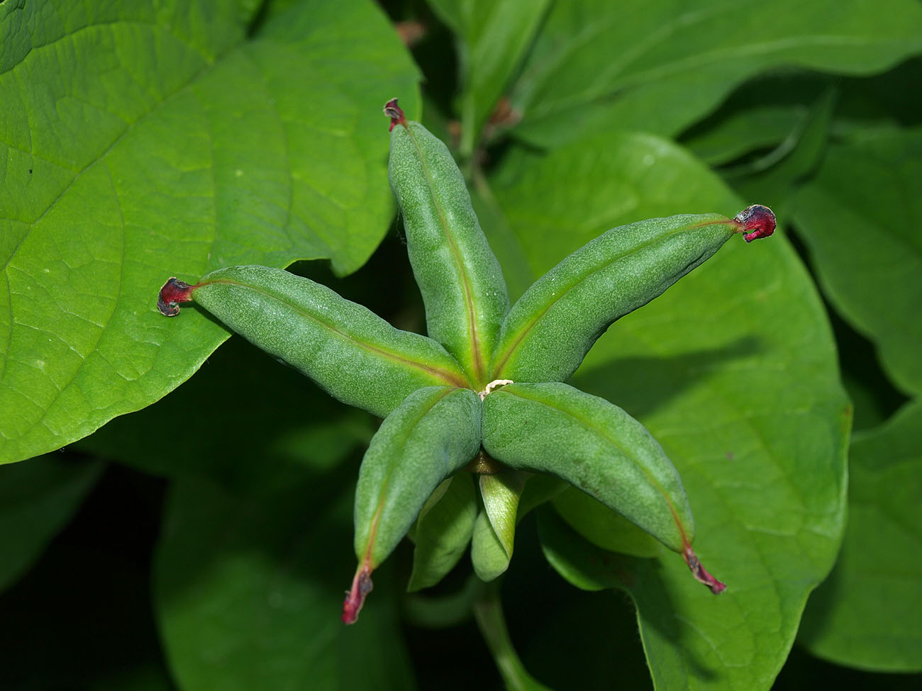Изображение особи Paeonia macrophylla.
