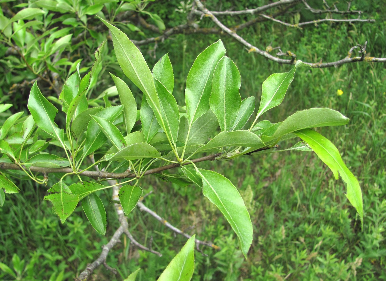 Image of Pyrus &times; georgica specimen.