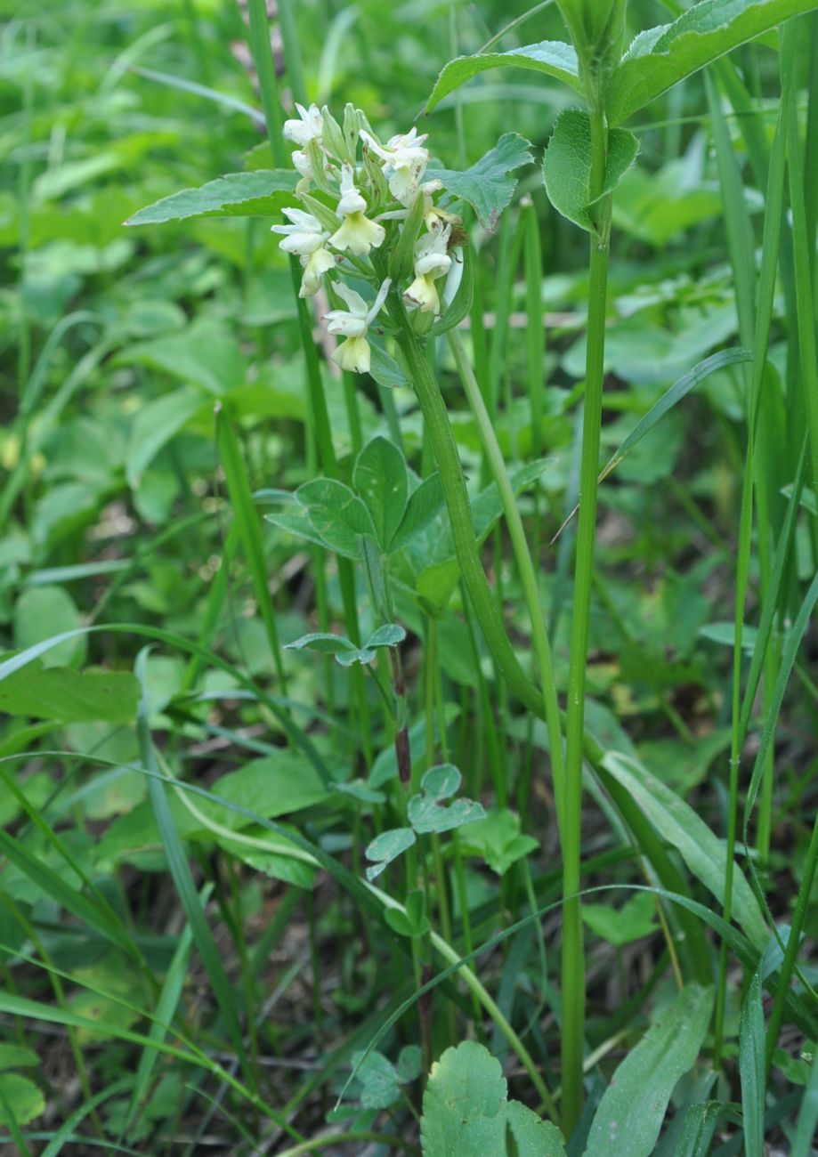 Изображение особи Dactylorhiza romana ssp. georgica.