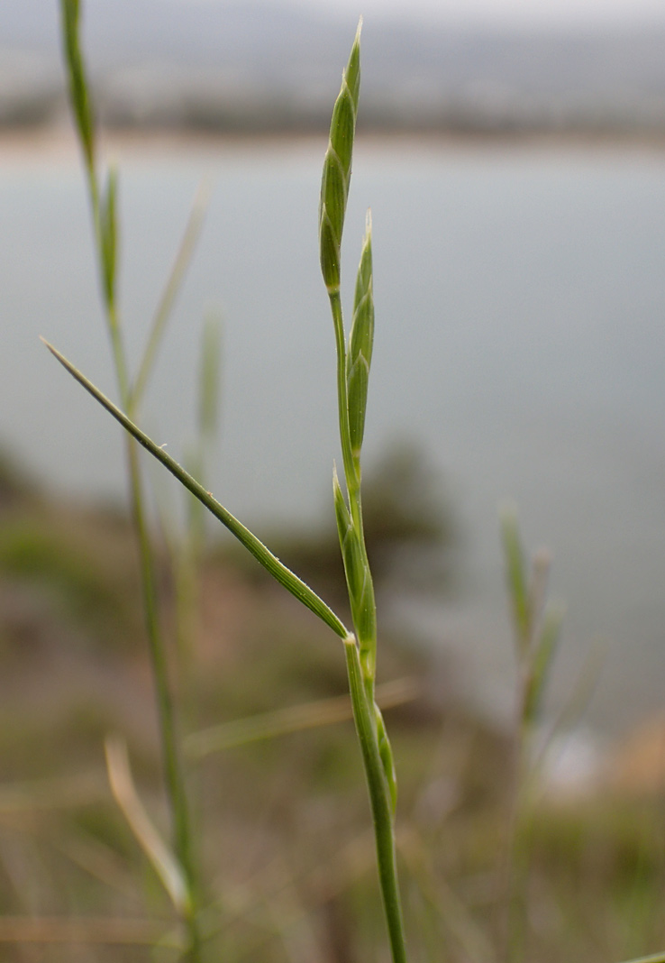 Image of Brachypodium retusum specimen.