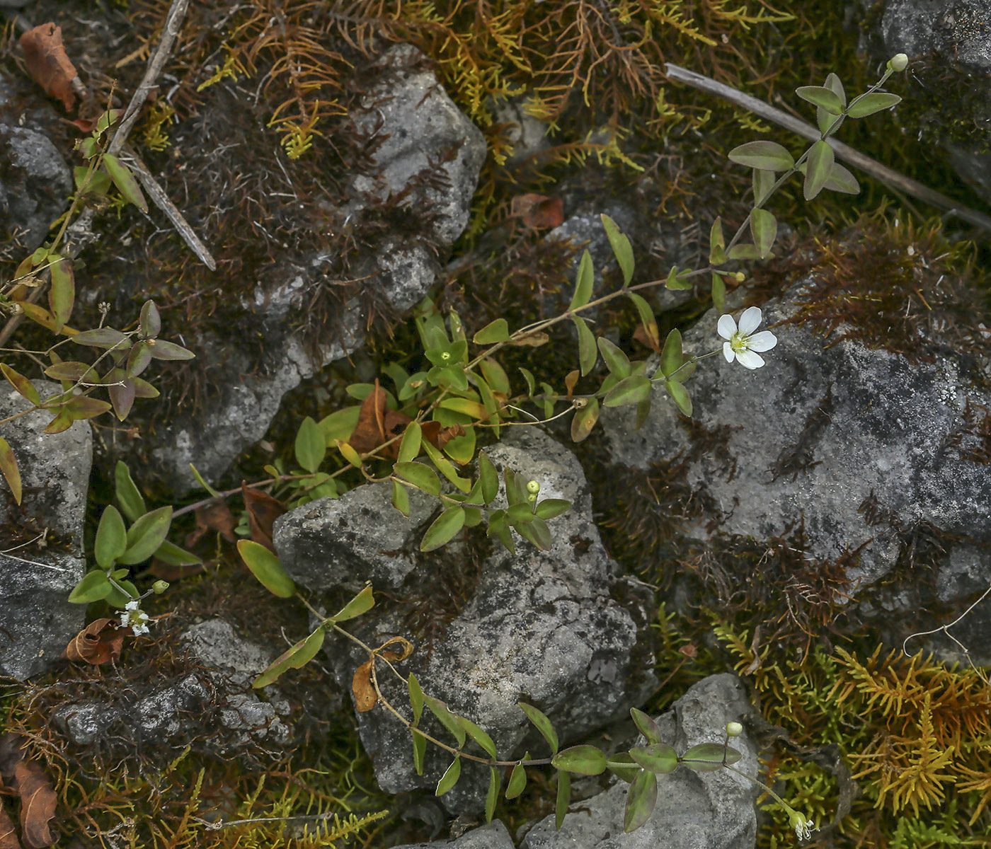 Изображение особи Moehringia lateriflora.