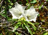 Gentiana algida