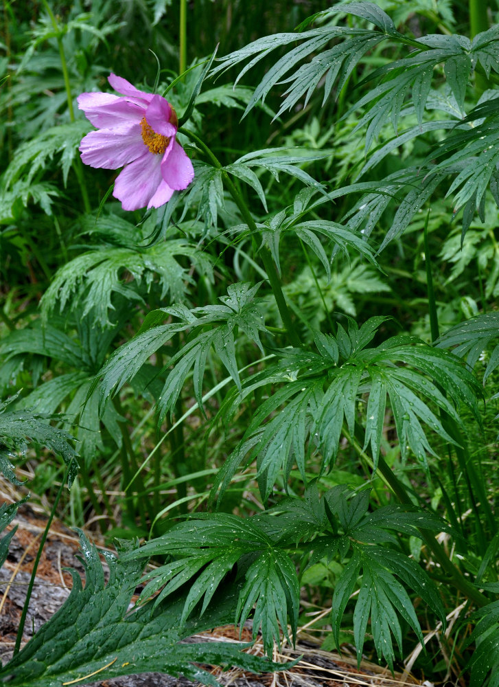 Image of Paeonia anomala specimen.