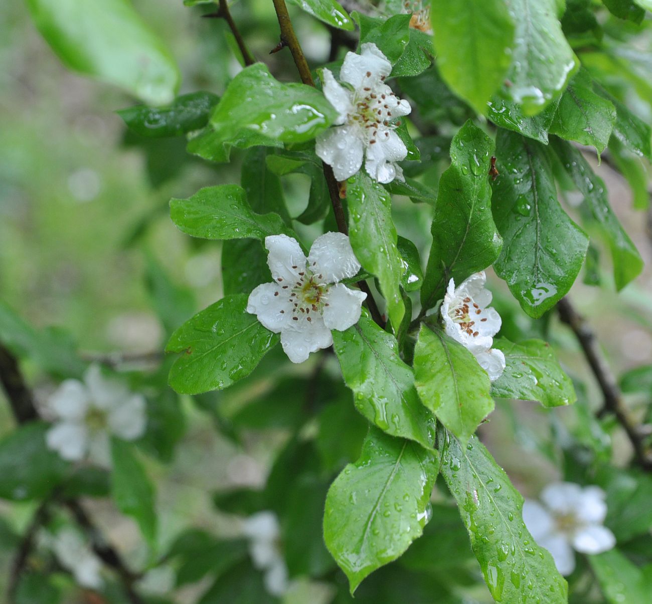 Image of Mespilus germanica specimen.