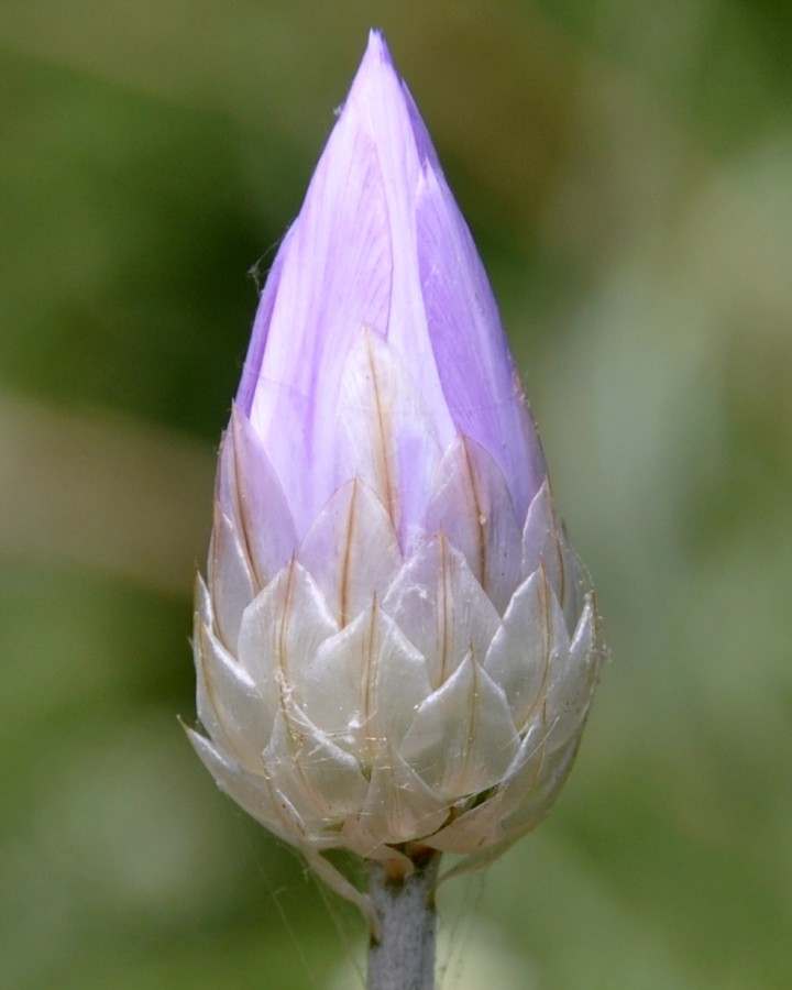 Image of Xeranthemum annuum specimen.