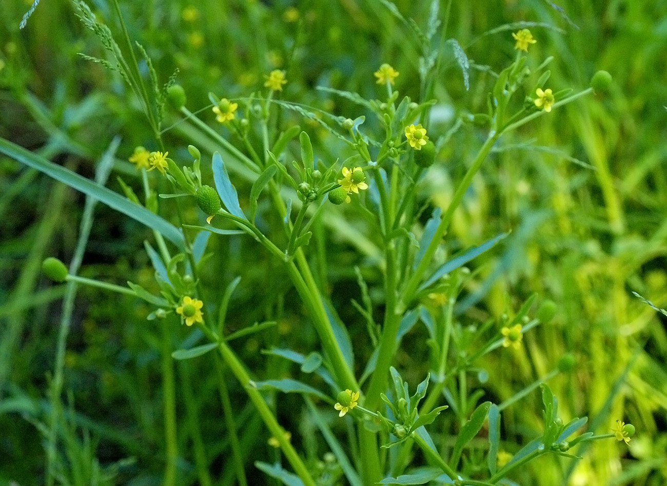 Изображение особи Ranunculus sceleratus.