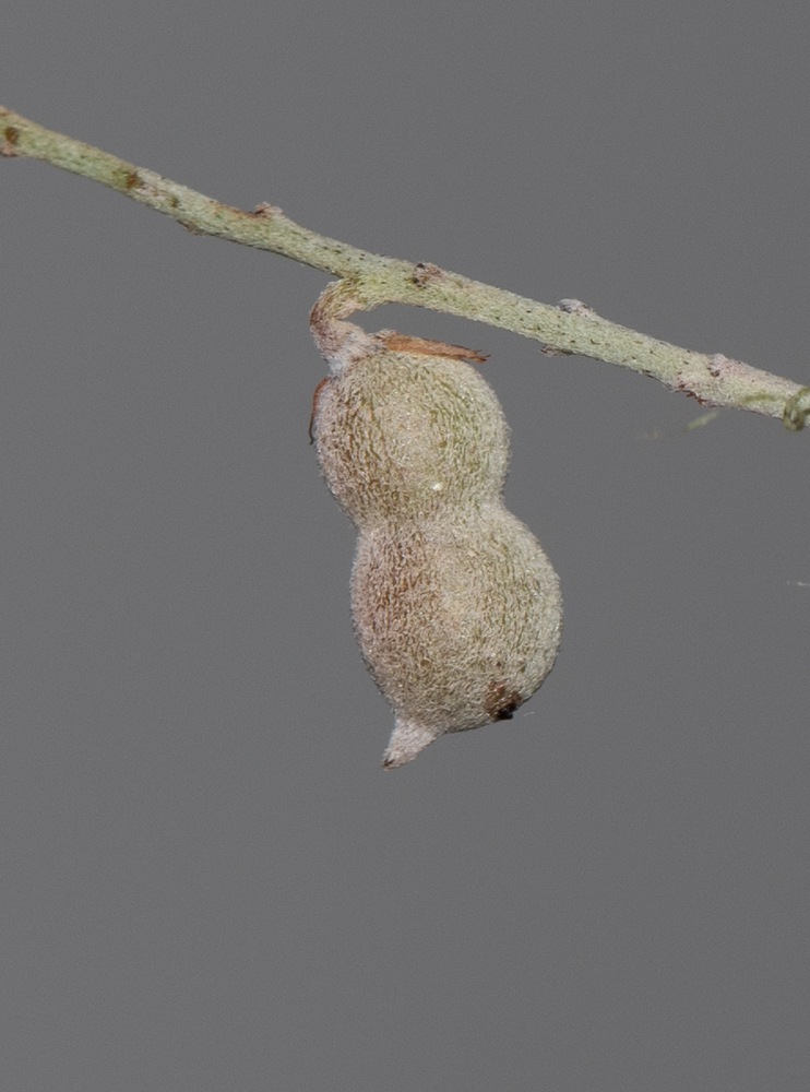 Image of Indigofera articulata specimen.