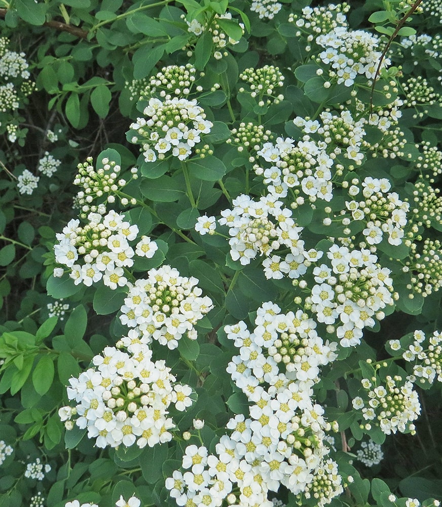 Изображение особи Spiraea wilsonii.