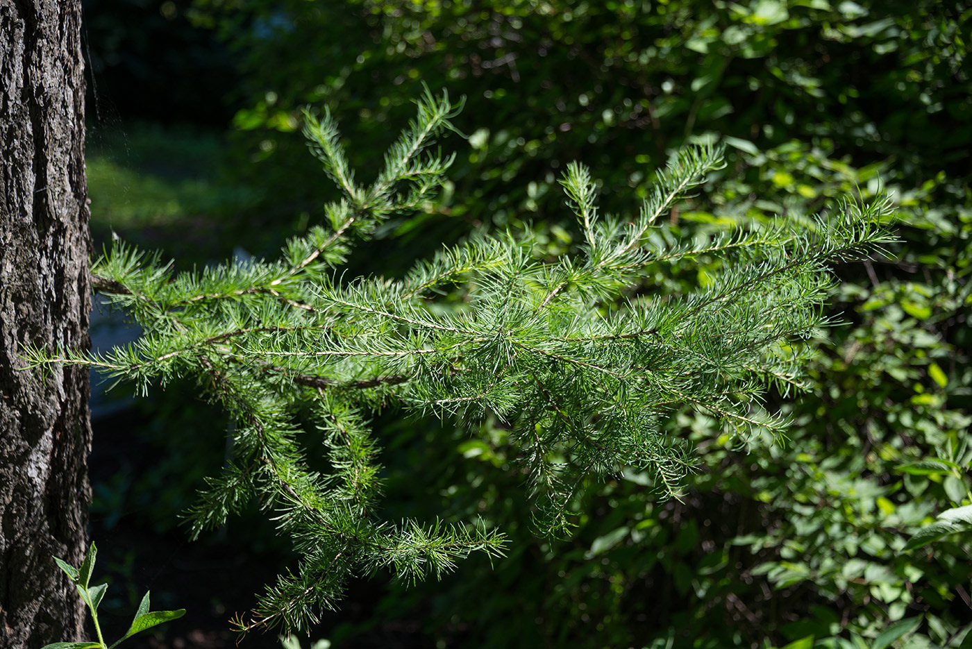 Image of Larix gmelinii specimen.