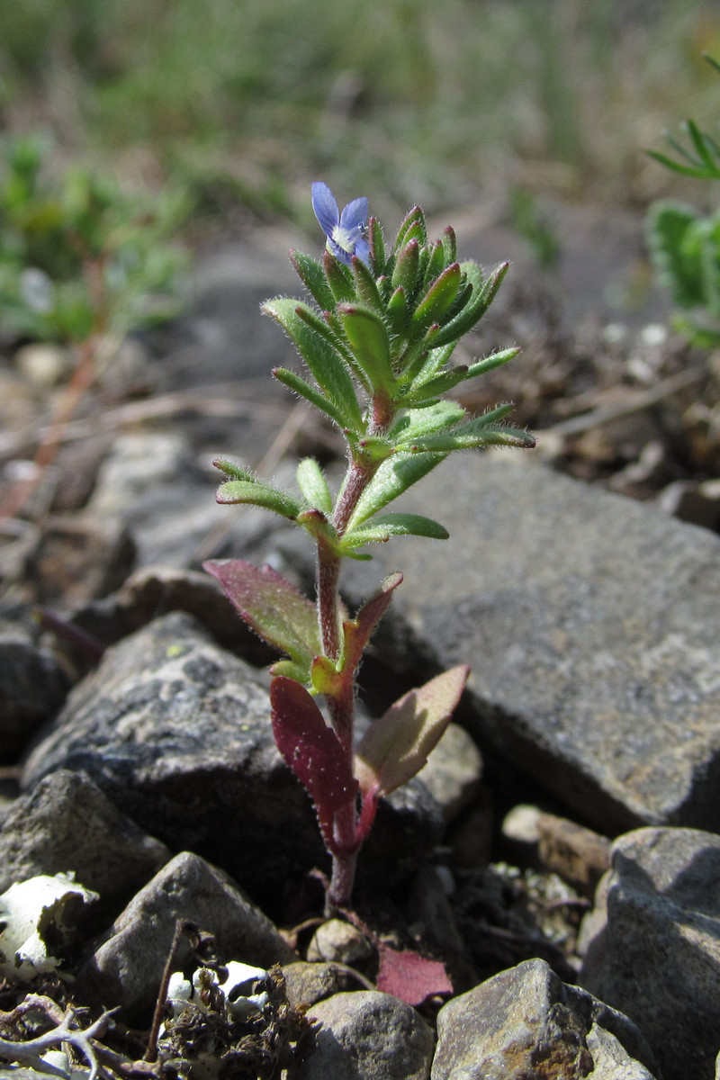 Image of Veronica dillenii specimen.