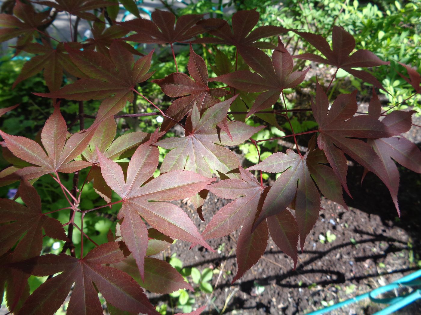 Image of Acer palmatum specimen.