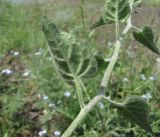 Solanum pseudopersicum