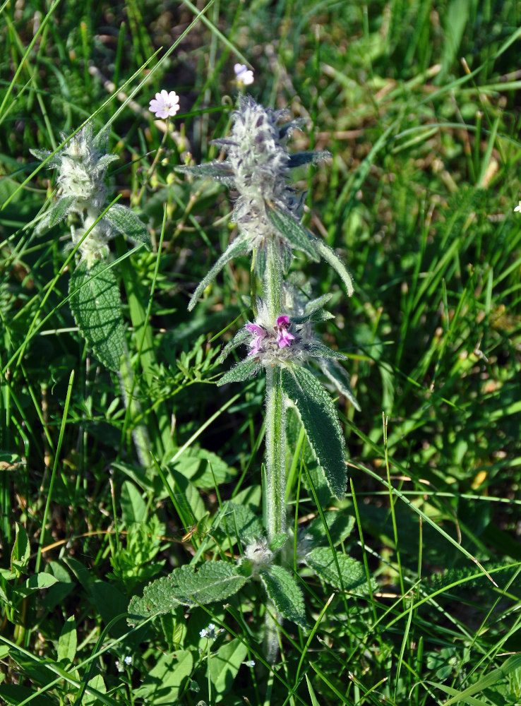 Изображение особи род Stachys.