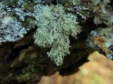 Ramalina roesleri