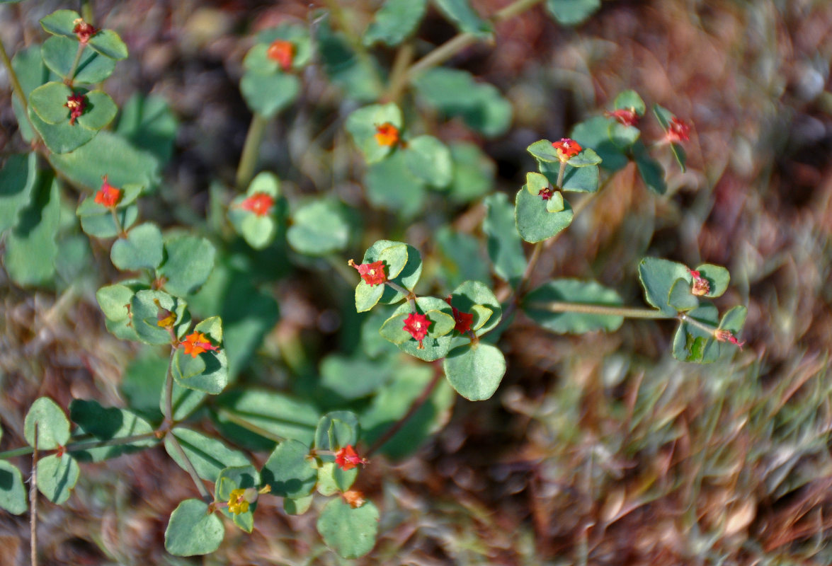 Image of Euphorbia undulata specimen.