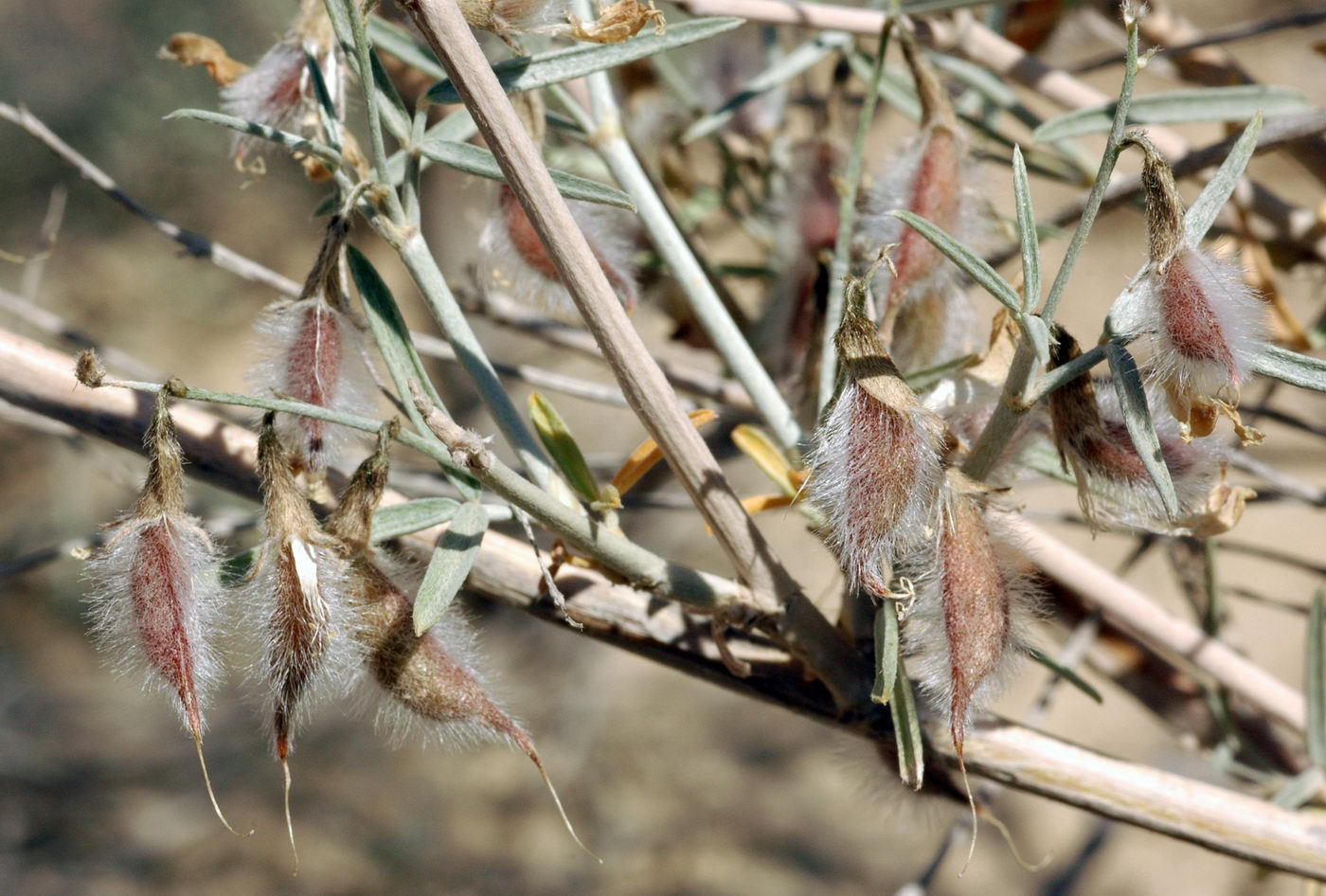 Image of Astragalus ammodendron specimen.