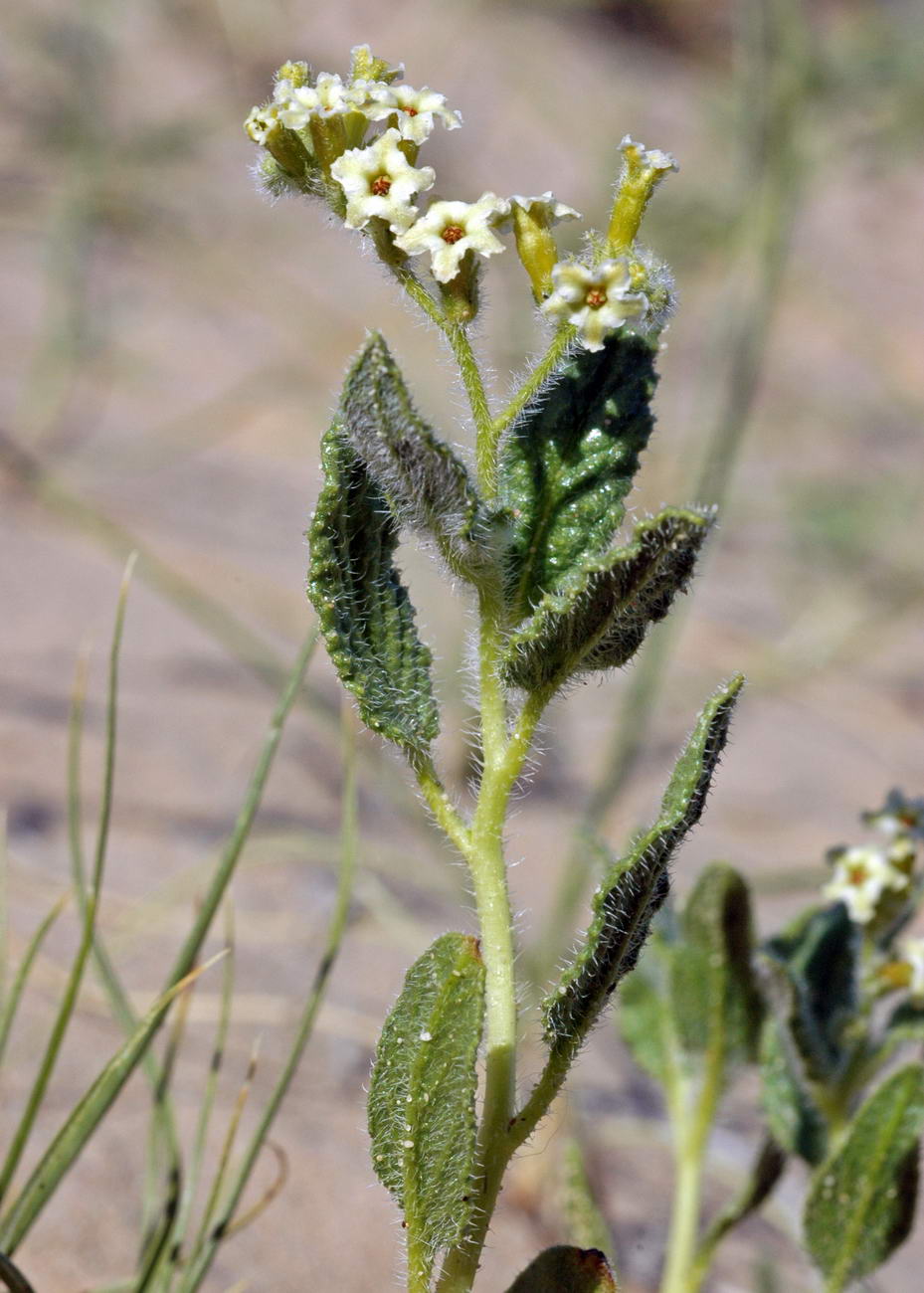 Image of Argusia sogdiana specimen.