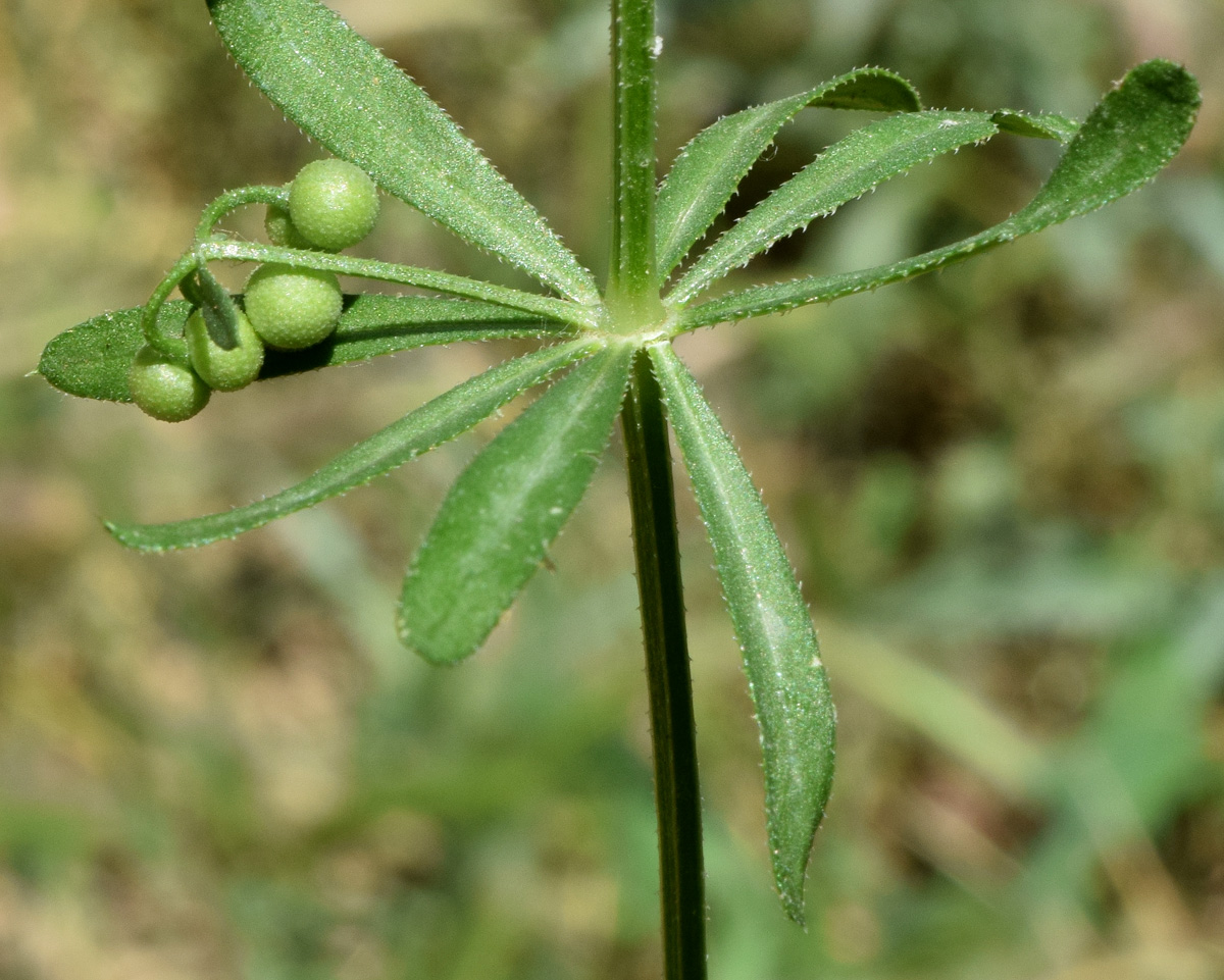 Image of Galium tricornutum specimen.