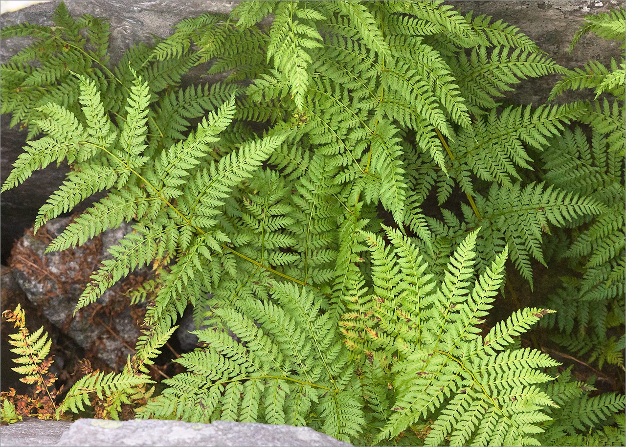 Изображение особи Dryopteris assimilis.