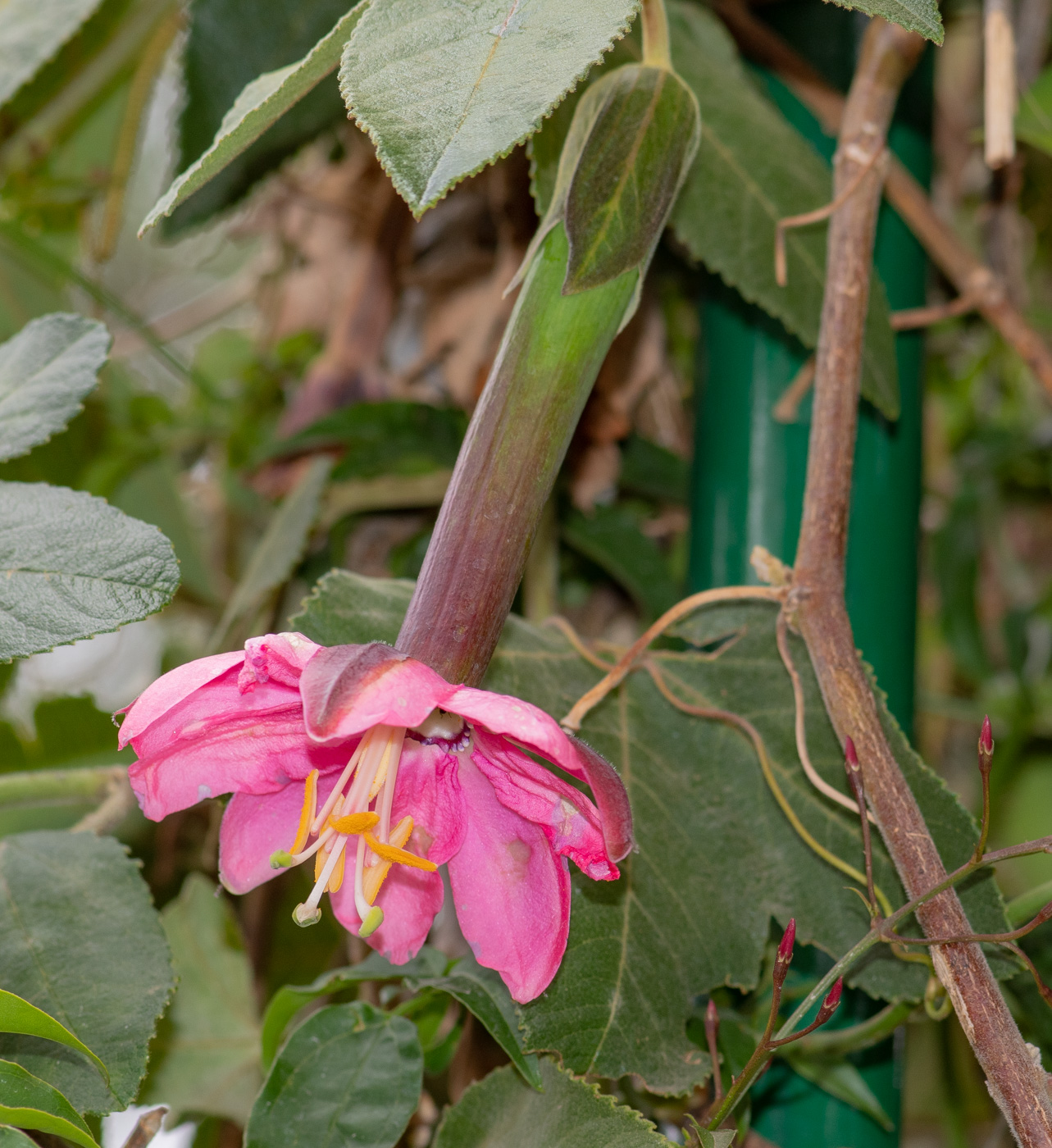 Image of Passiflora mixta specimen.