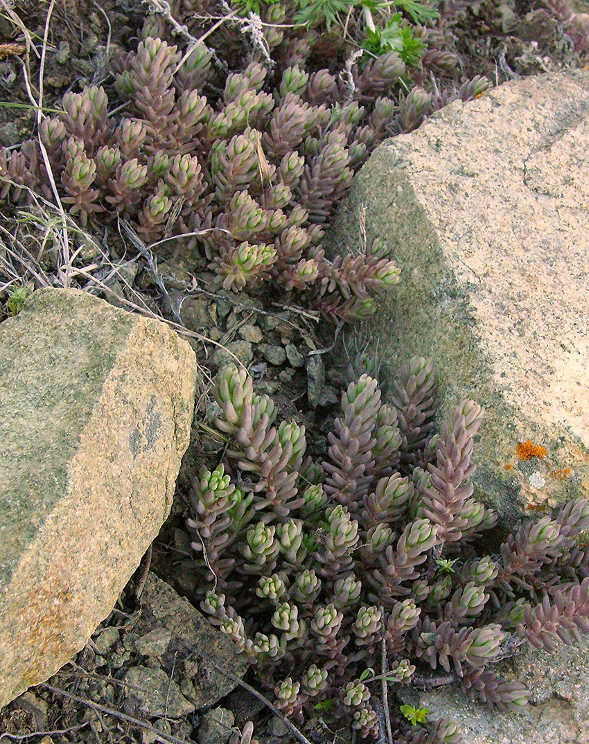 Image of Sedum alberti specimen.