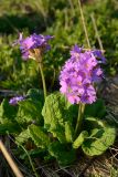 Primula amoena