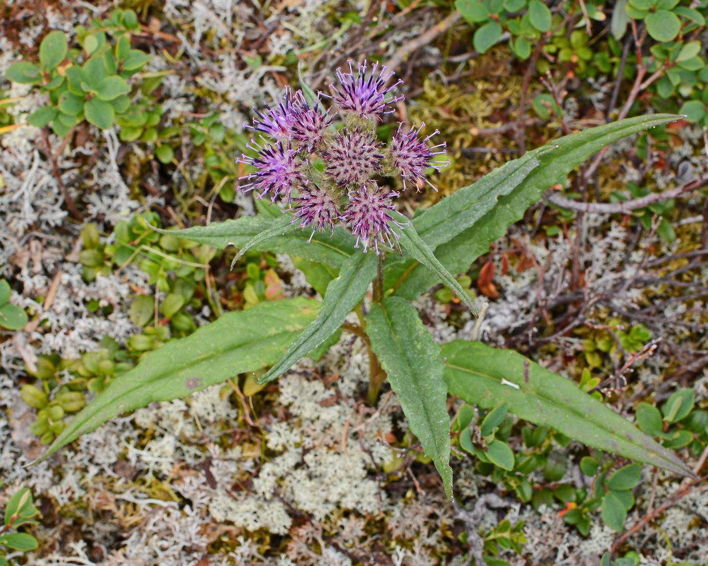 Изображение особи Saussurea alpina.