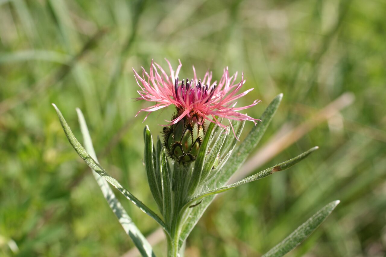 Image of Centaurea pseudaxillaris specimen.