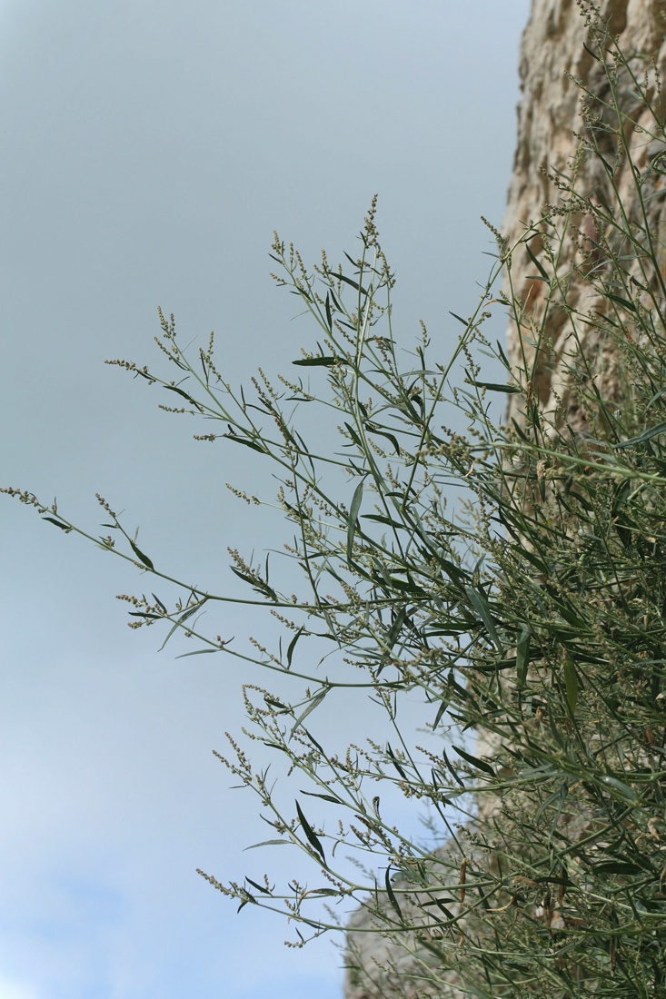 Image of Atriplex patula specimen.