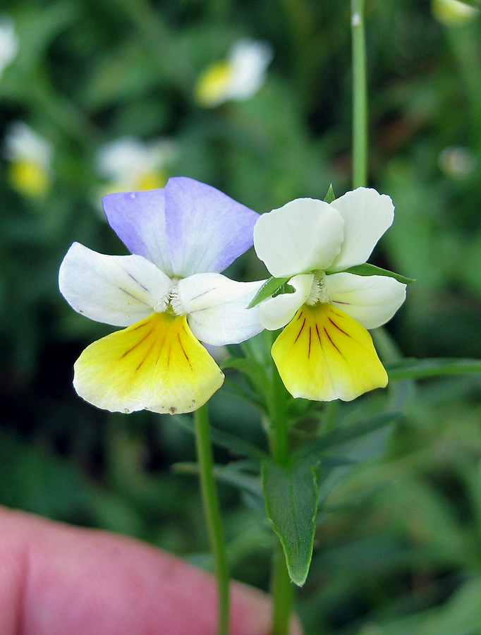 Изображение особи Viola tricolor.