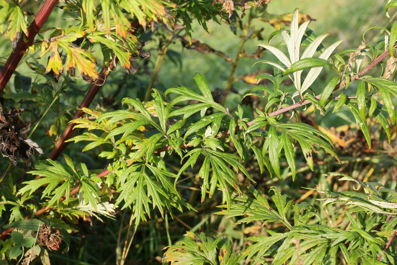 Image of Artemisia vulgaris specimen.