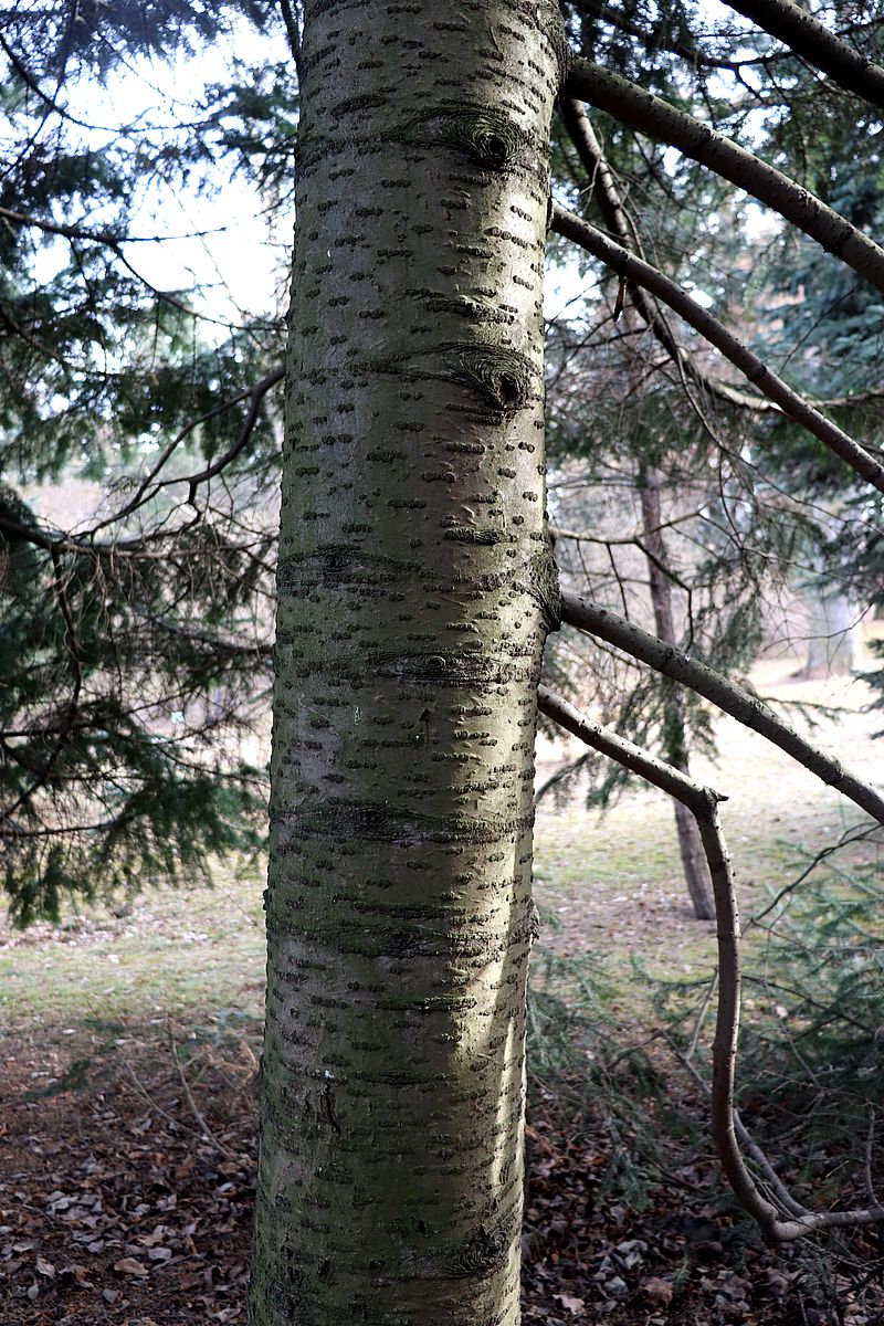 Image of Abies semenovii specimen.