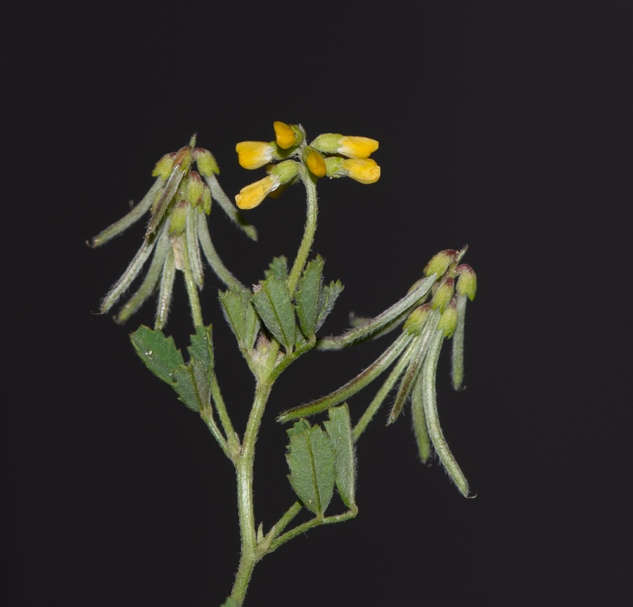 Изображение особи Trigonella cylindracea.