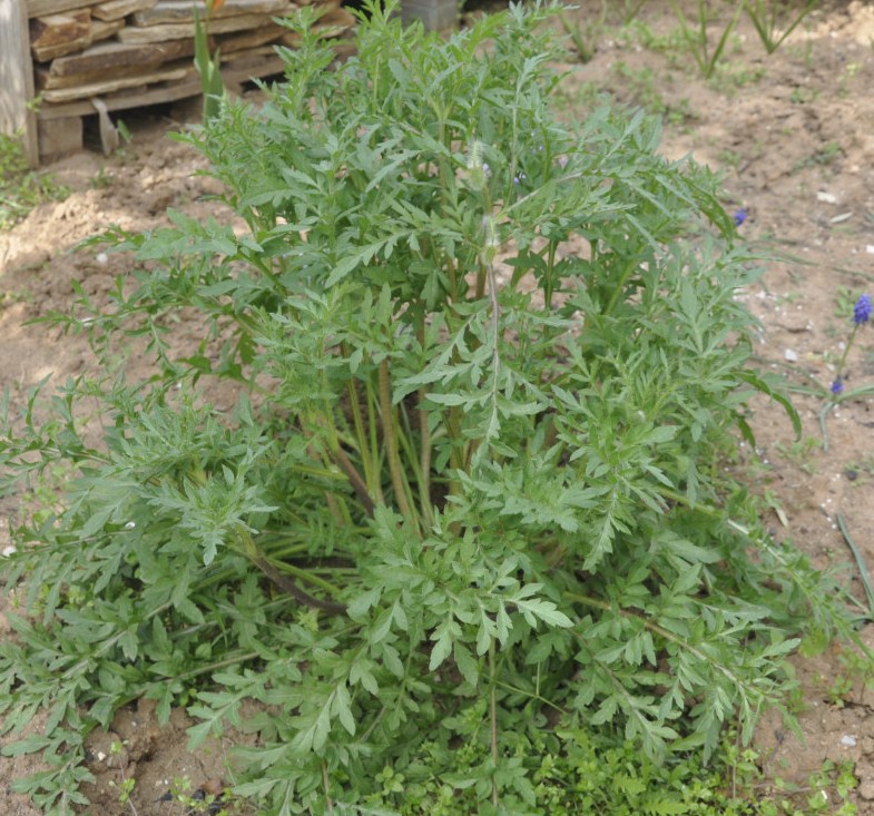 Image of Papaver rhoeas specimen.