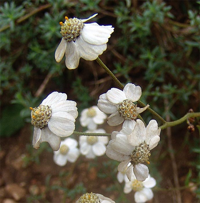 Image of Achillea ptarmicifolia specimen.