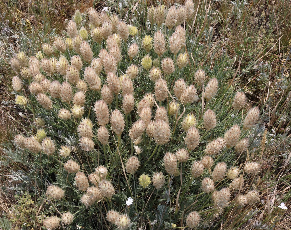 Image of Astragalus lagurus specimen.