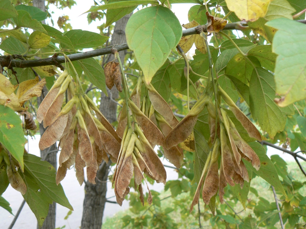 Image of Acer negundo specimen.