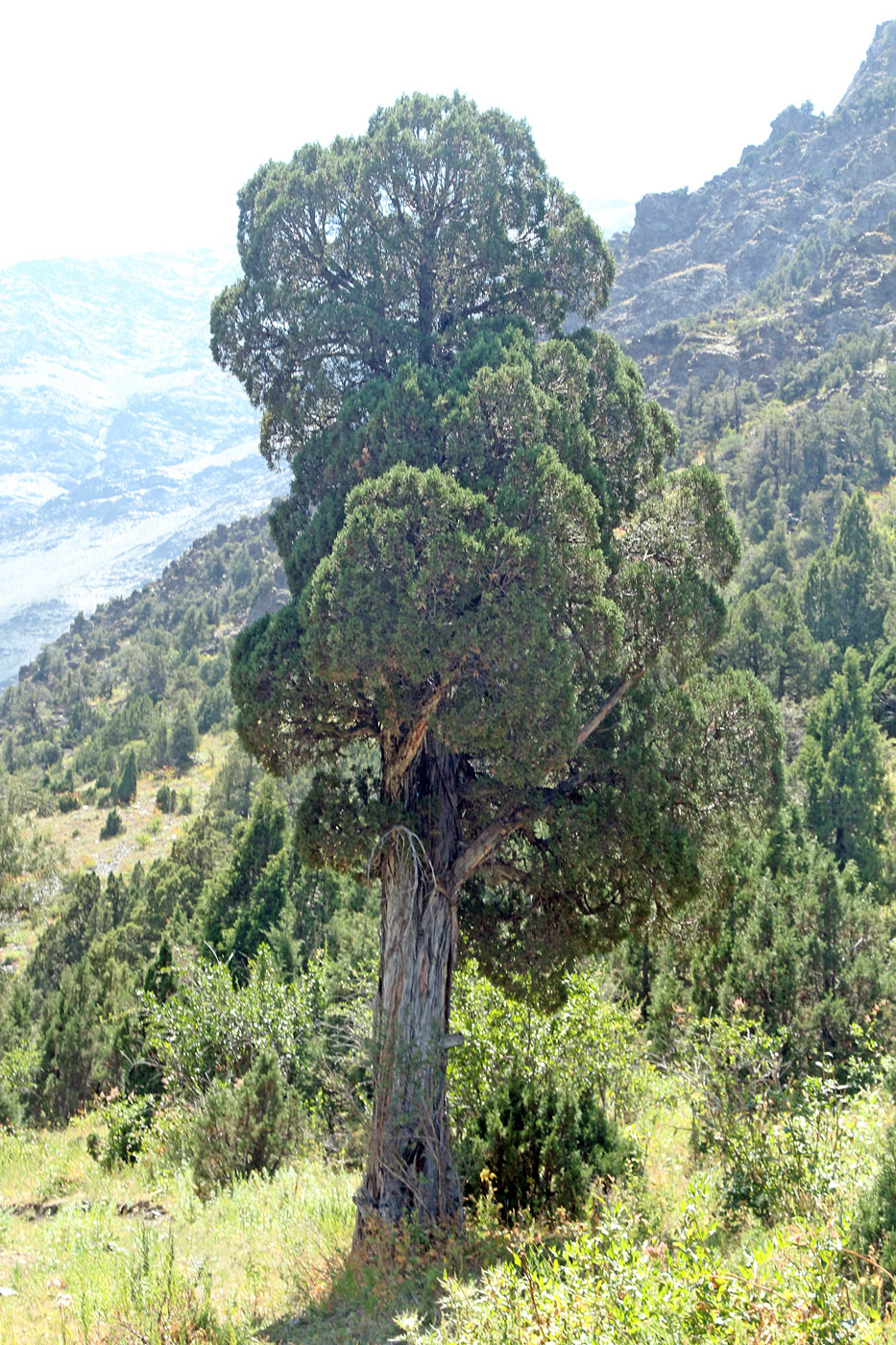 Image of Juniperus turkestanica specimen.