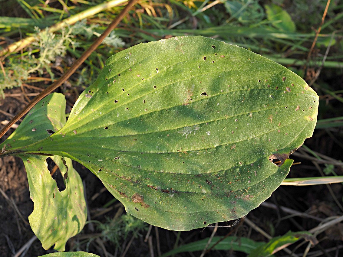 Image of Plantago maxima specimen.