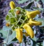 Phlomis fruticosa. Соцветие (вид сверху). Греция, Эгейское море, о. Сирос, окр. пос. Галисас (Γαλησσάς), вершина холма. 21.04.2021.